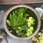 わかばの画像