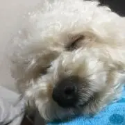 メープルの画像