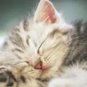 ZOOの画像