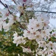 YUKARINの画像