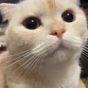 R.Aの画像