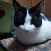 jijigekunの画像