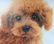 じゅうの画像