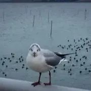 しま　ひろの画像