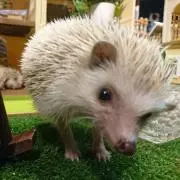 Hakuの画像