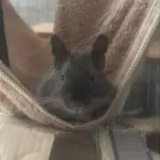 ぱんの画像