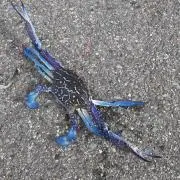 赤いきつねの画像