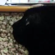 mimiの画像