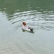 リの画像