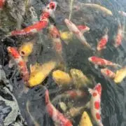 Yasetaの画像