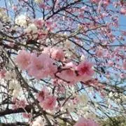 あかねこやまとの画像