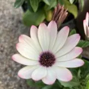 trirtの画像