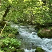 manaphyの画像