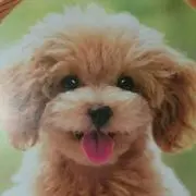 ペットワールドの画像