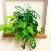 あお