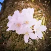 春子の画像
