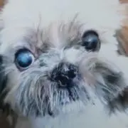 ぽんちゃんの画像