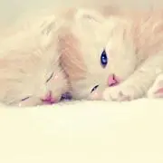 マコの画像