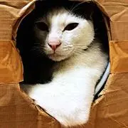 せざんぬ