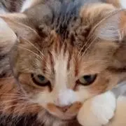 ともすけの画像
