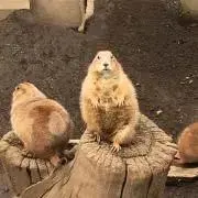 シウ