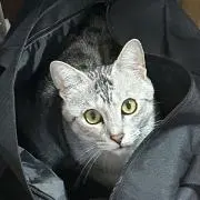 ファウストの画像