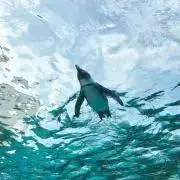 Blueの画像