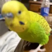 ナッツの画像