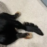 Pal _Peroの画像