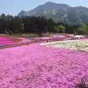 ゆうゆうの画像