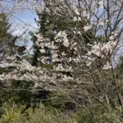 Sakura2026の画像