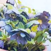 アオサ※購入時プロフ必読※の画像
