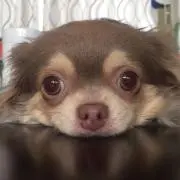 AKANEの画像