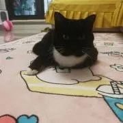 楓の画像