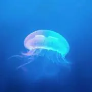 えるふの画像