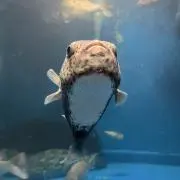 kkの画像