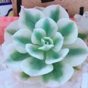 みぃ
