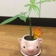 ゆうなつ