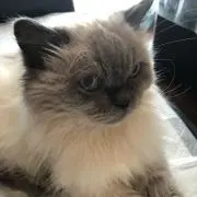 珀之新の画像