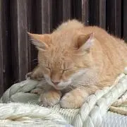トムおじさん