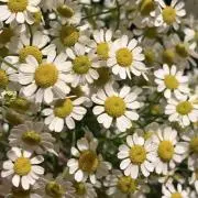 よよよの画像