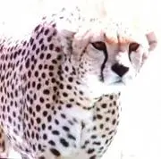 るるるの画像