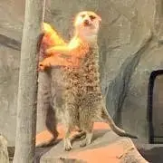 ゆうゆうの画像