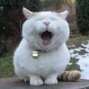 ねこすけの画像