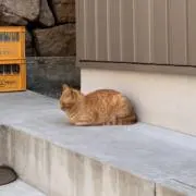 にらの画像