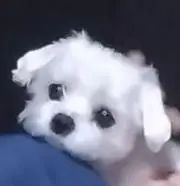 きーやんの画像