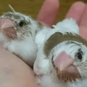 すい