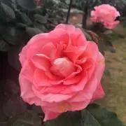 Kaoriの画像