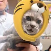 tom