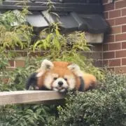 くーの画像